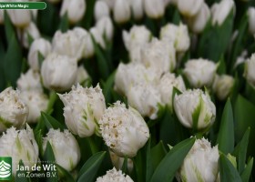 Tulipa White Magic ® (3)